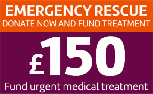 Donate 150 pounds option