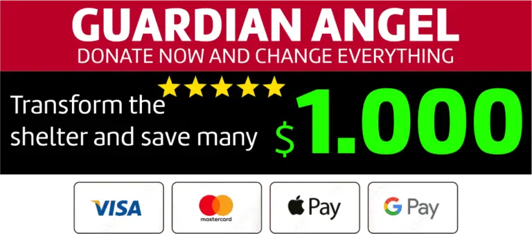 Donate 1000 dollars option