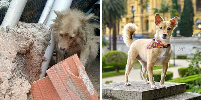 Rescued animal photo 6