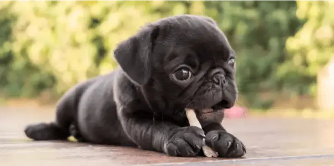 Black pug puppy resting on the ground